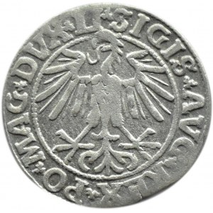 Zygmunt II August, półgrosz 1550, Wilno, LITVA/LI