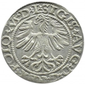 Zygmunt II August, półgrosz 1565 TOPÓR, Wilno, LITV/L, PIĘKNY!