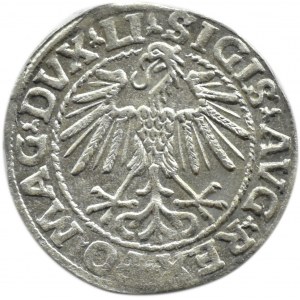 Zygmunt II August, półgrosz 1548, Wilno, LITVA/LI, piękny