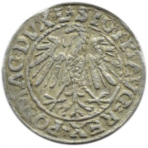 Zygmunt II August, półgrosz 1547, Wilno, CIEKAWY