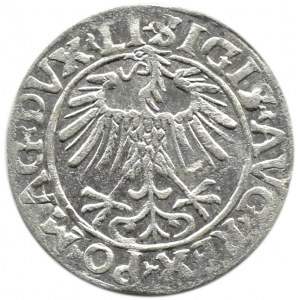 Zygmunt II August, półgrosz 1556, Wilno, LITV/LI