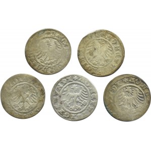 Zygmunt I Stary, lot półgroszy 1508-1511, Kraków