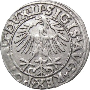 Zygmunt II August, półgrosz 1557, Wilno, MENNICZY CIEKAWY