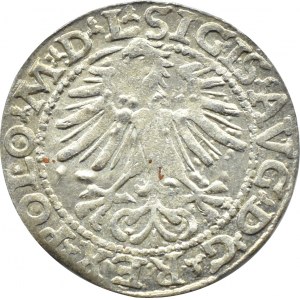 Zygmunt II August, półgrosz 1564, Wilno, topór, LITV/L