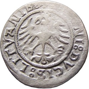 Sigismund I. der Alte, halber Pfennig 1521, Vilnius, SEHR RAR