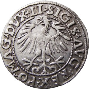 Zygmunt II August, półgrosz 1557, Wilno, PIĘKNY I NIEOPISANY