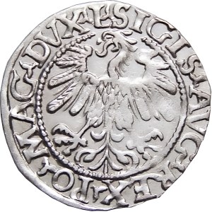 Zygmunt II August, półgrosz 1559, Wilno, MENNICZY