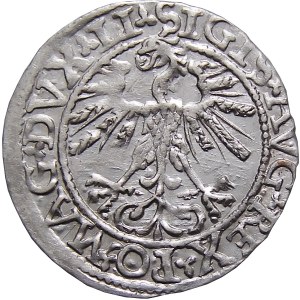 Zygmunt II August, półgrosz 1562, Wilno, MENNICZY, NIEOPISANY