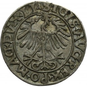 Zygmunt II August, Półgrosz 1556, Wilno