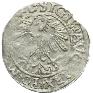 RR-, Zygmunt II August, Półgrosz 1559/6, Wilno, bardzo rzadki