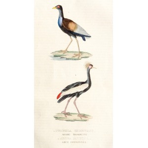 ORNITOLOGIA, 2 gatunki ptaków przedstawione na wspólnym arkuszu, pochodzi z: Gravures Histoire Naturelle, ok 18 ...