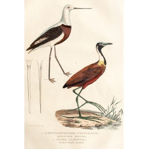 ORNITOLOGIA, 2 gatunki ptaków przedstawione na wspólnym arkuszu, ryt. P.I. Delpierre, 1838, pochodzi z: Gravure ...
