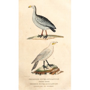 ORNITOLOGIA, 2 gatunki ptaków przedstawione na wspólnym arkuszu, ryt. P.I. Delpierre, pochodzi z: Gravures Hist ...