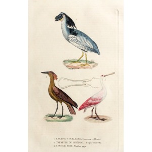 ORNITOLOGIA, 3 gatunki ptaków przedstawione na wspólnym arkuszu, pochodzi z: Gravures Histoire Naturelle, ok 18 ...