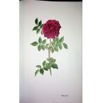 BOESCH Gottfried - Roses - ALBUM Watercolors and drawings by Lotte Gunthart-Maag