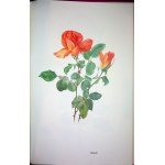 BOESCH Gottfried - Ruže - ALBUM Akvarely a kresby Lotte Gunthart-Maag