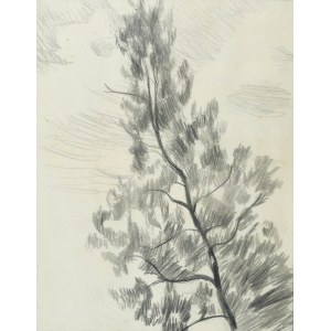 Stanislaw KAMOCKI (1875-1944), Study of a tree and clouds, ca. 1905