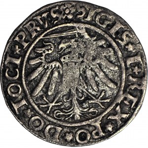 Zygmunt I Stary, Grosz 1534, Elbląg, ELBINK, PRVS