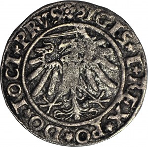 Zygmunt I Stary, Grosz 1534, Elbląg, ELBINK, PRVS