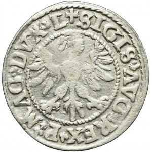 Zygmunt II August, Półgrosz Wilno 1546, LITVΛ, nienotowany