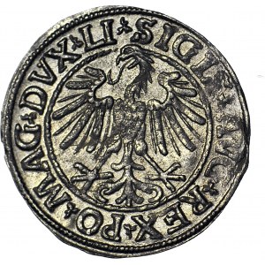 Sigismund II. Augustus, Halbpfennig 1547, Wilna, geprägt