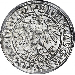 Zygmunt II August, Półgrosz 1549, Wilno, menniczy