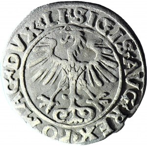 Zygmunt II August, Półgrosz 1555, Wilno