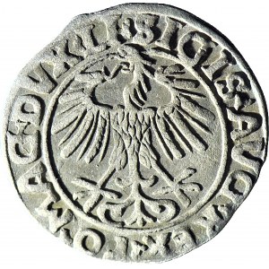 Sigismund II. Augustus, Halbpfennig 1556, Wilna