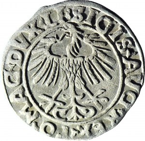 Zygmunt II August, Półgrosz 1556, Wilno