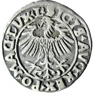 Zygmunt II August, Półgrosz 1556, Wilno, rzadka końcówka L