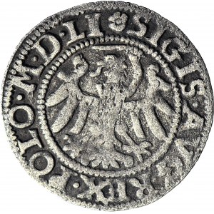 RR-. Zygmunt II August, Szeląg 1551 Gdańsk R4