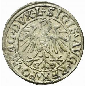 Sigismund II Augustus, Halbpfennig 1547 Vilnius, L / LITVA, seltener