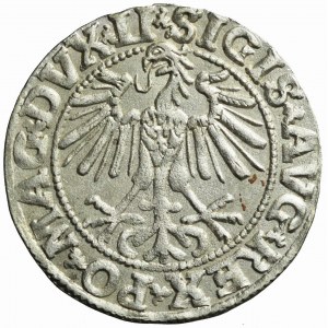 Zygmunt II August, Półgrosz 1550 Wilno, LI / LITVA