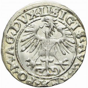 R-, Zygmunt II August, Półgrosz 1554 Wilno, rzadki rocznik