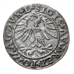 Zygmunt II August, Półgrosz 1563, Wilno, L/LITVA