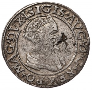 Zygmunt II August, czworak 1567, Wilno, L/LITV