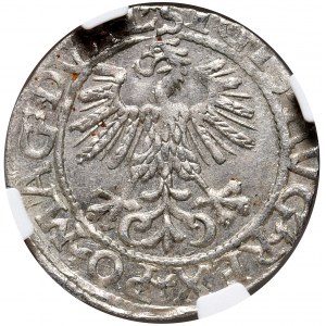 Zygmunt II August, półgrosz 1561, Wilno, L/LITV
