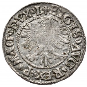 Zygmunt II August, półgrosz 1546, Wilno, L/LITV