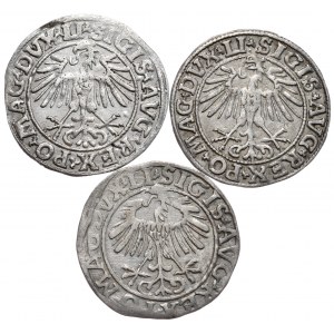 Zygmunt II August, zestaw 3 półgroszy 1549, 1550 i 1557, Wilno