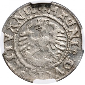 Sigismund I. der Alte, Halbpfennig 1528, Vilnius, ohne V unter Pogon, selten