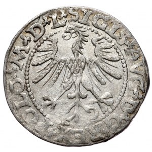 Sigismund II Augustus, halber Pfennig 1563, Vilnius - L/LITV, kleines Pogon