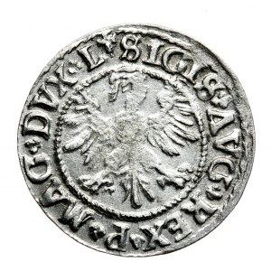 Zygmunt II August, półgrosz 1546, Wilno, L/LITVA, trefl pod cyfrą 9, litery A bez poprzeczek