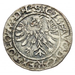 Zygmunt II August, halber Pfennig 1566, Tykocin, L/LITV, großes Wappen von Jastrzębiec