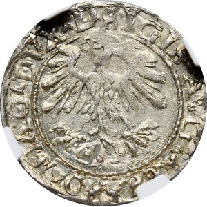 Sigismund II. Augustus, Halbpfennig 1559, Wilna - L/LITV