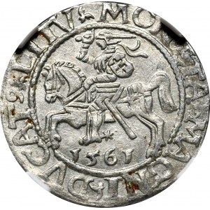 Sigismund II. Augustus, halber Pfennig 1561, Vilnius, L/LITV