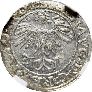 Sigismund II Augustus, halber Pfennig 1564, Vilnius, L/LITVA