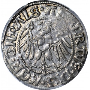 RR-, Zakon Krzyżacki, Albrecht Hohenzollern, Grosz 1515, Królewiec