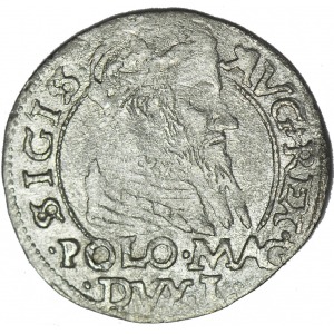 RR,- Zygmunt II August, Grosz 1566, Tykocin z herbem Jastrzębiec, R5