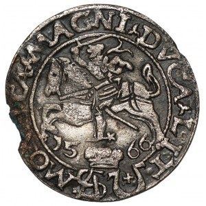 Sigismund II Augustus (1545-1572) - Pfennig 1566 - Tykocin mit Wappen von Jastrzębiec