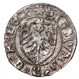 Sigismund I the Old, szeląg ( penny ) 1526 Gdansk - very rare 